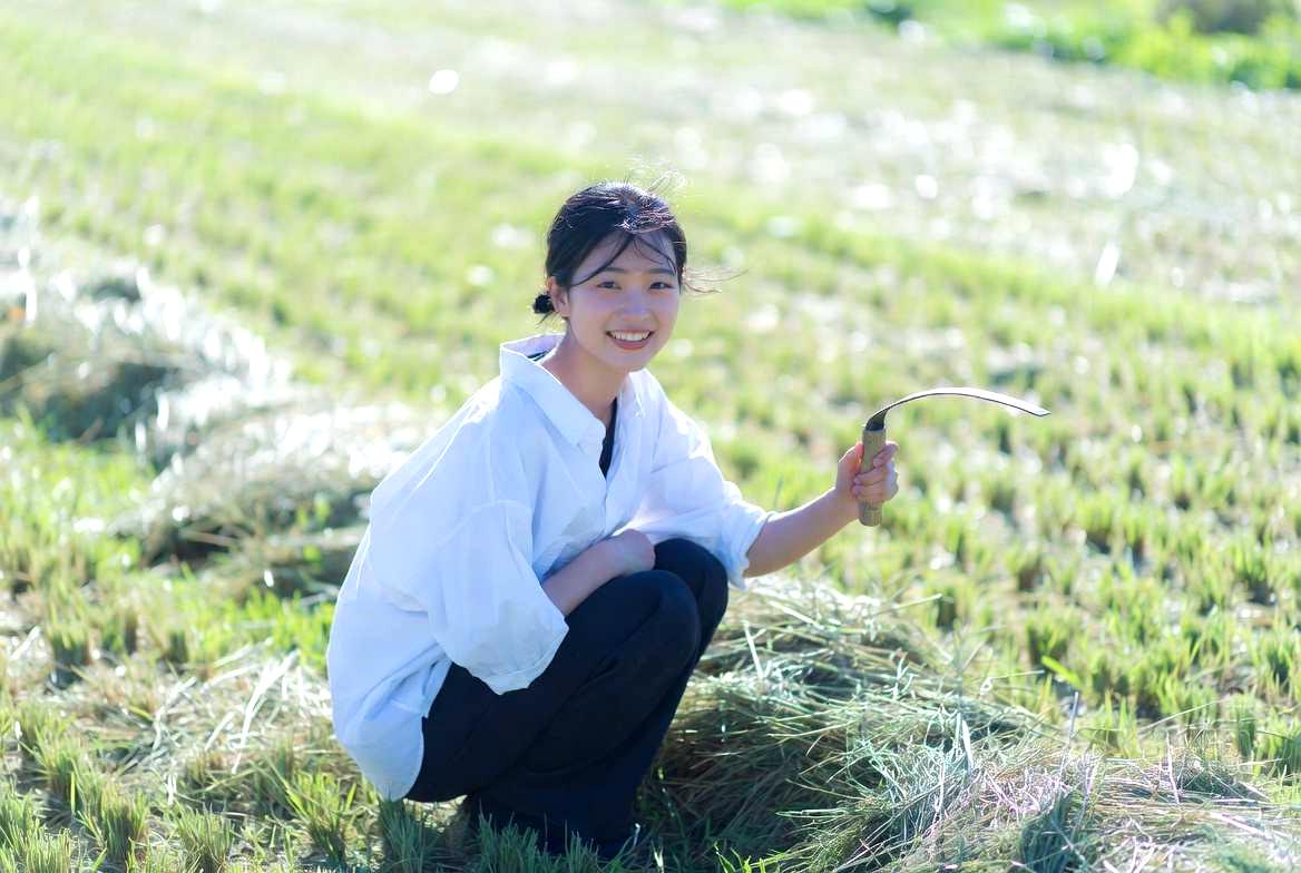 積雪前の北海道の庭で、落葉したヤブガラシの枯れ茎をたどりながら地下茎の位置を特定する作業