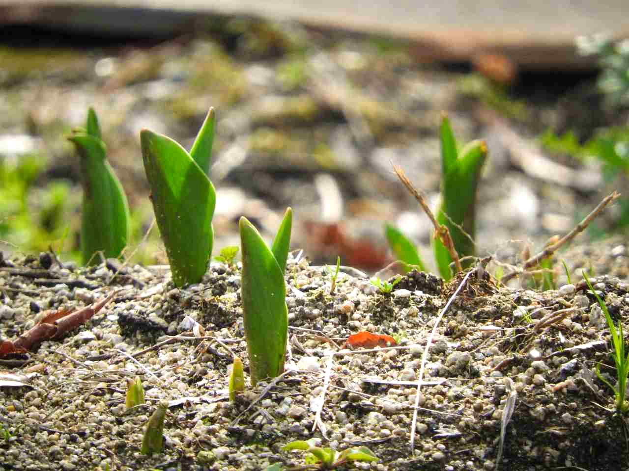 ゴーヤ苗の植え付け前に土を整える家庭菜園の写真