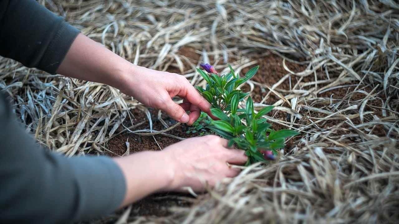 黒マルチを敷いた畝にジャガイモの種芋を置き、ワンタッチトンネルをかける作業風景