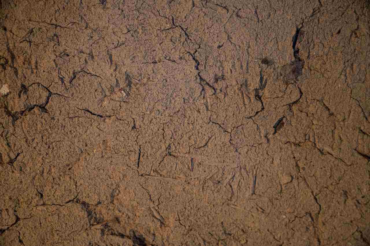 ビニールマルチで覆われた畑が太陽光で加熱消毒されている様子