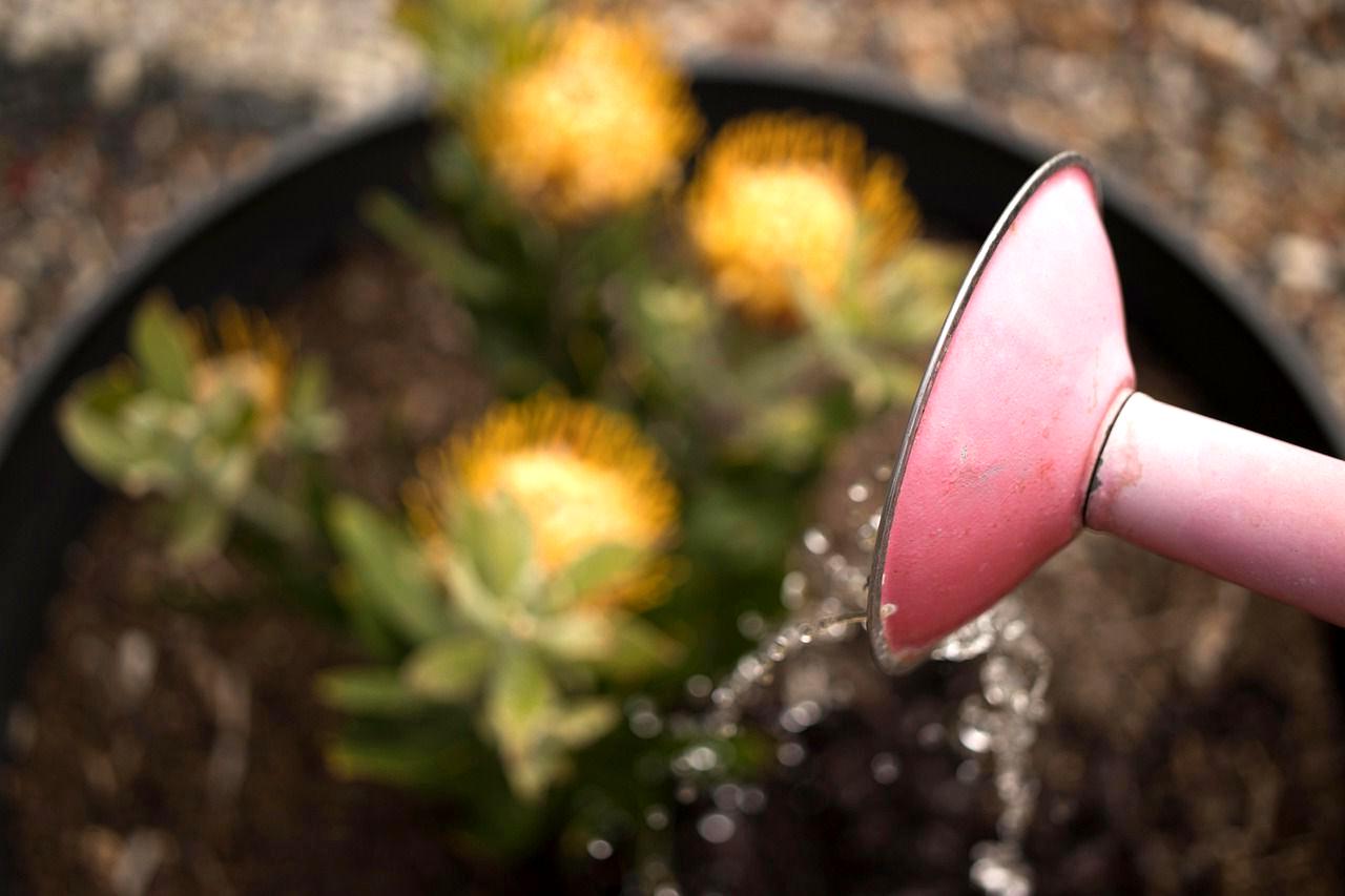 朝の涼しい時間にヘチマへじょうろで水やりする家庭菜園の場面
