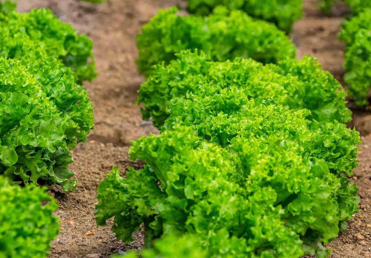 ドクダミを使った複数の料理を並べた写真。天ぷら、おひたし、きんぴらなど、多彩なレシピを表現。