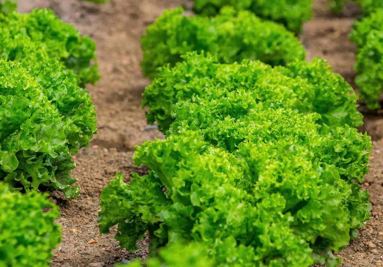 赤く色づいたパプリカの果実と、液肥を調合して株元に施す栽培者の手