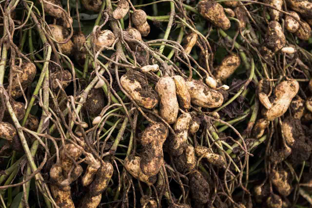 ソラマメの茎の先端を摘む手順を示す連続写真