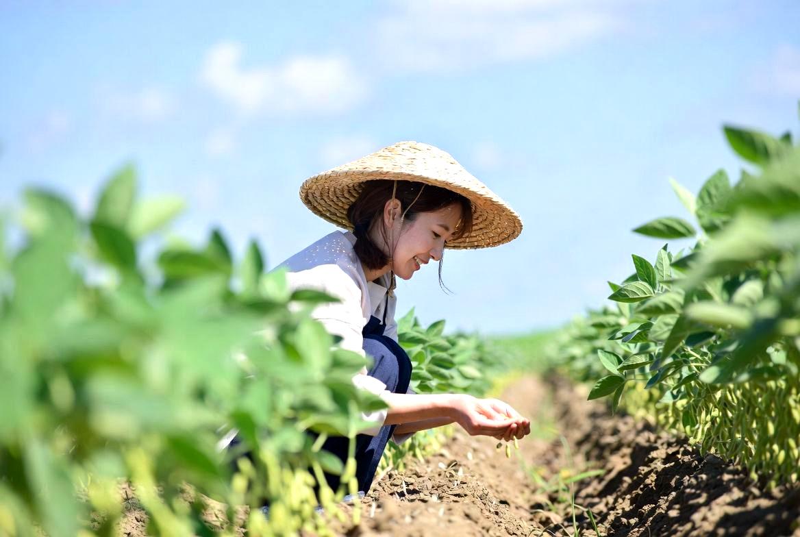 北海道のいんげん豆栽培カレンダー。種まきから収穫までの流れを月別にまとめたインフォグラフィック