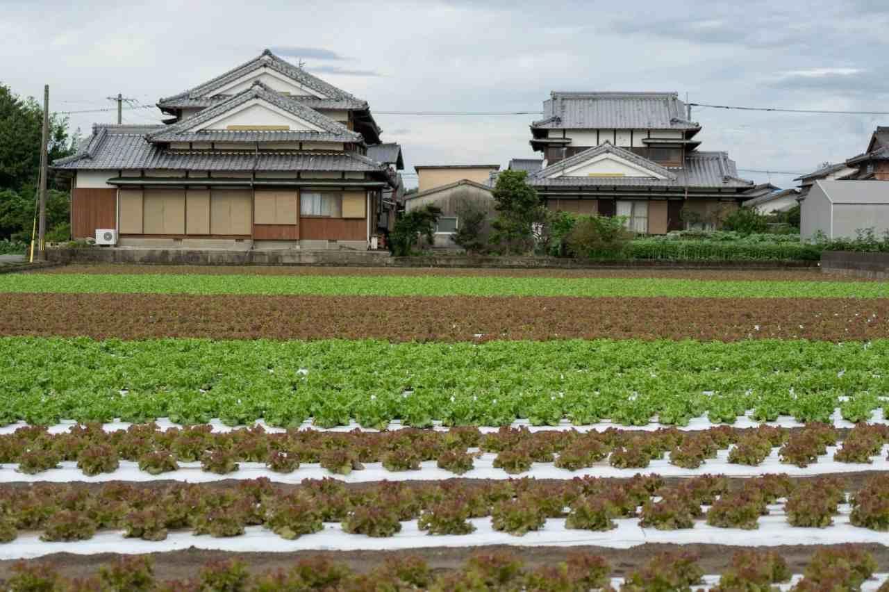 夏の畑で元気に実をつけるピーマンと栽培環境