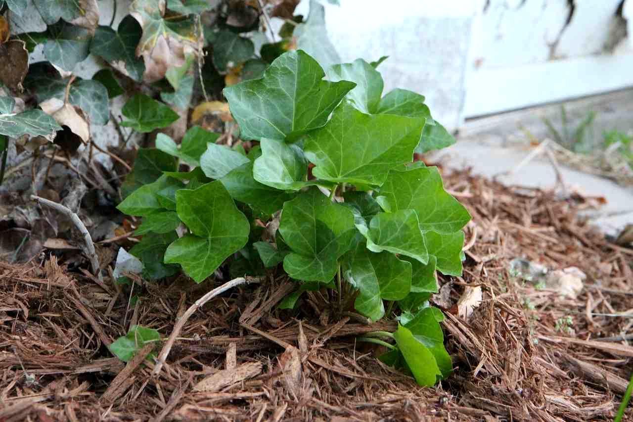 草刈り後に日当たりと風通しが改善した野菜畑の様子