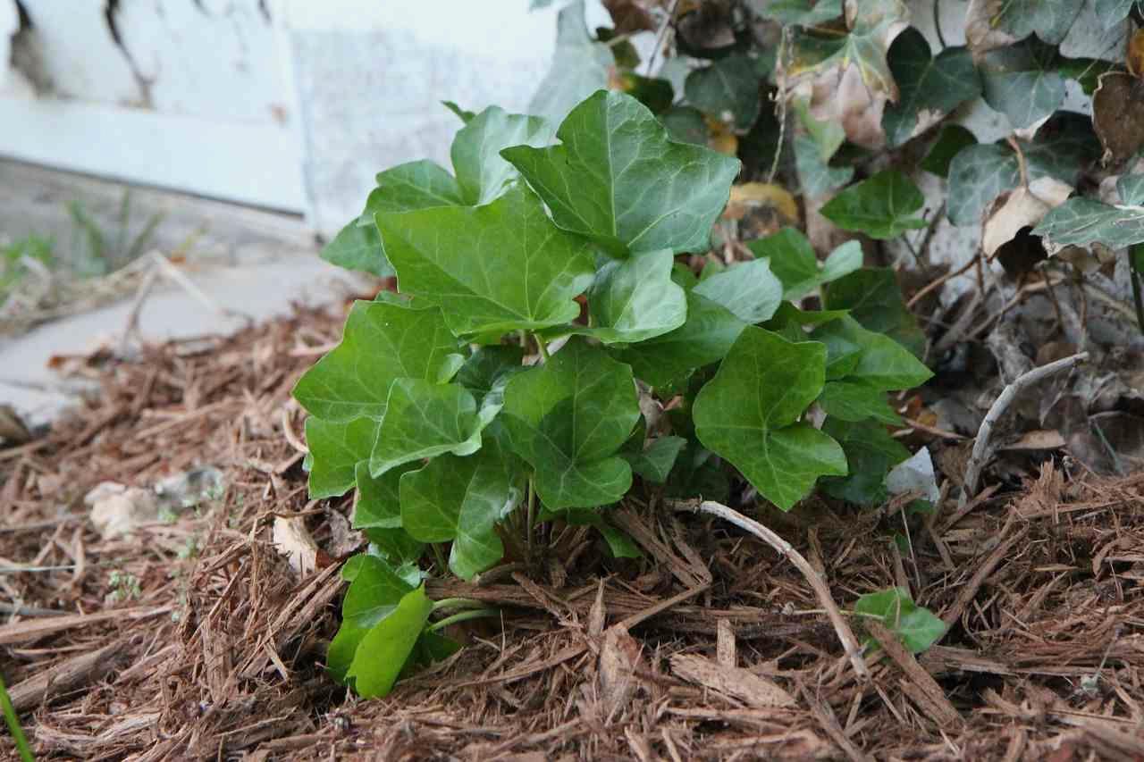 切断したヤブガラシの茎に黒い遮光資材を被せている状態