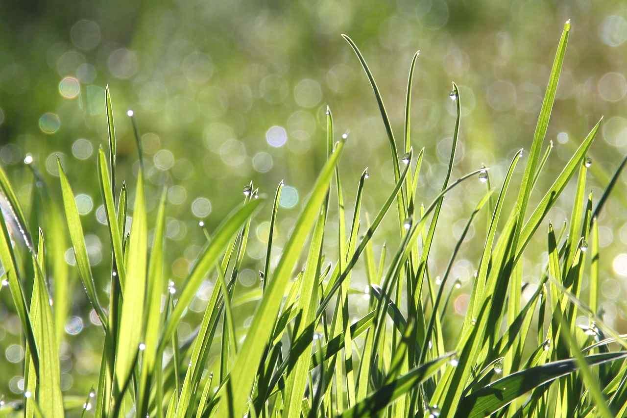 梅雨の雨でさらに背丈を伸ばすセイタカアワダチソウ