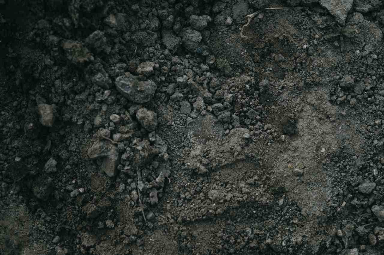 寒冷地の畑で地温が低くインゲンの種が腐敗している様子を示す写真