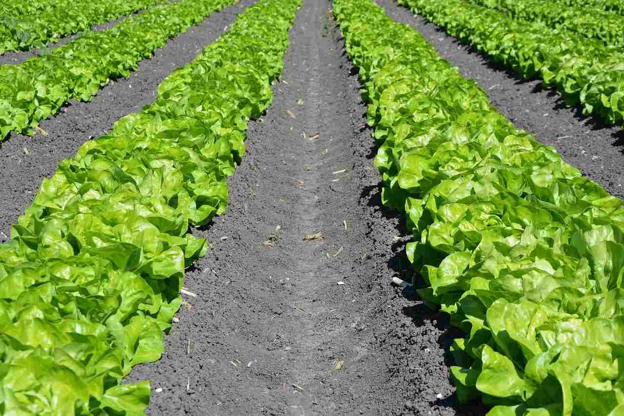 夕暮れの菜園で、水菜の葉に手を添えて観察する生産者の後ろ姿