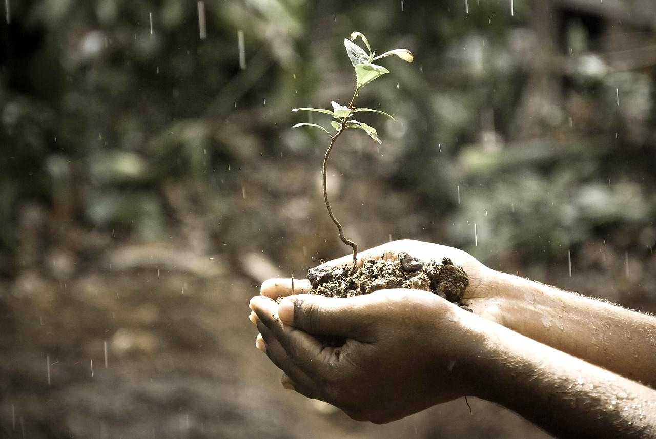雨で泥が跳ね上がり、ラッカセイの花と子房柄に土が付着する様子