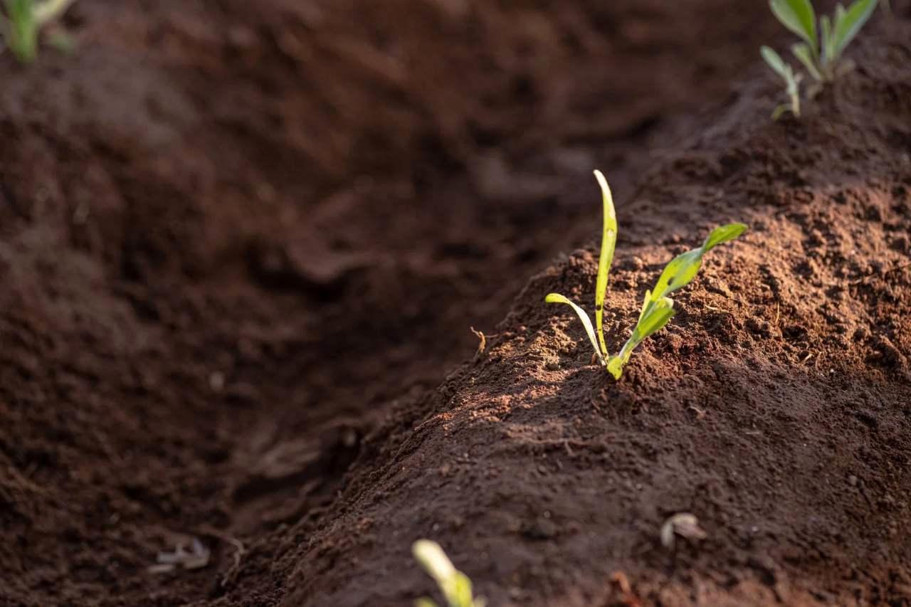春先にわらを一部どかして地面が露出したアスパラガス畝と、発芽したばかりの若い芽