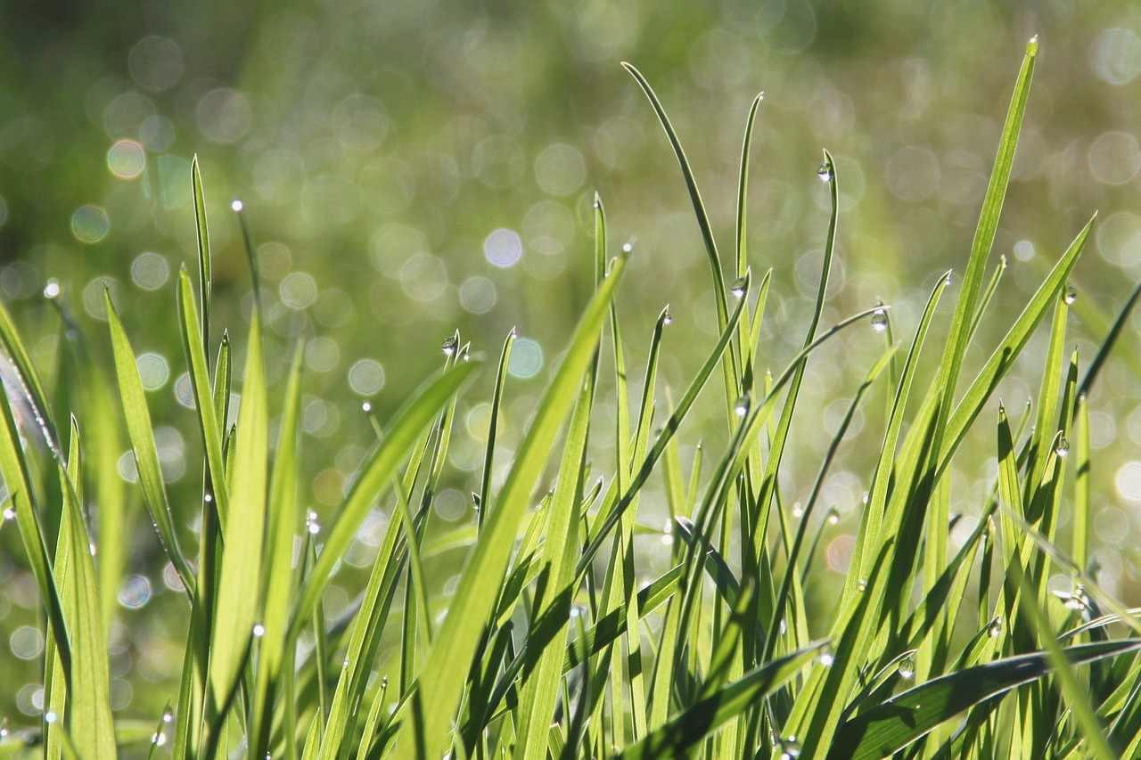 セイタカアワダチソウ防除に使用する鎌、草刈り機、手袋などの道具