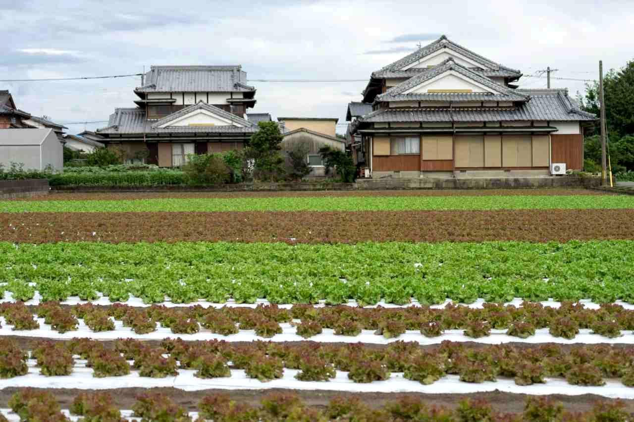 えんどう豆の収穫期に敷き藁が分解され、土が黒くなった肥沃な畝の全景