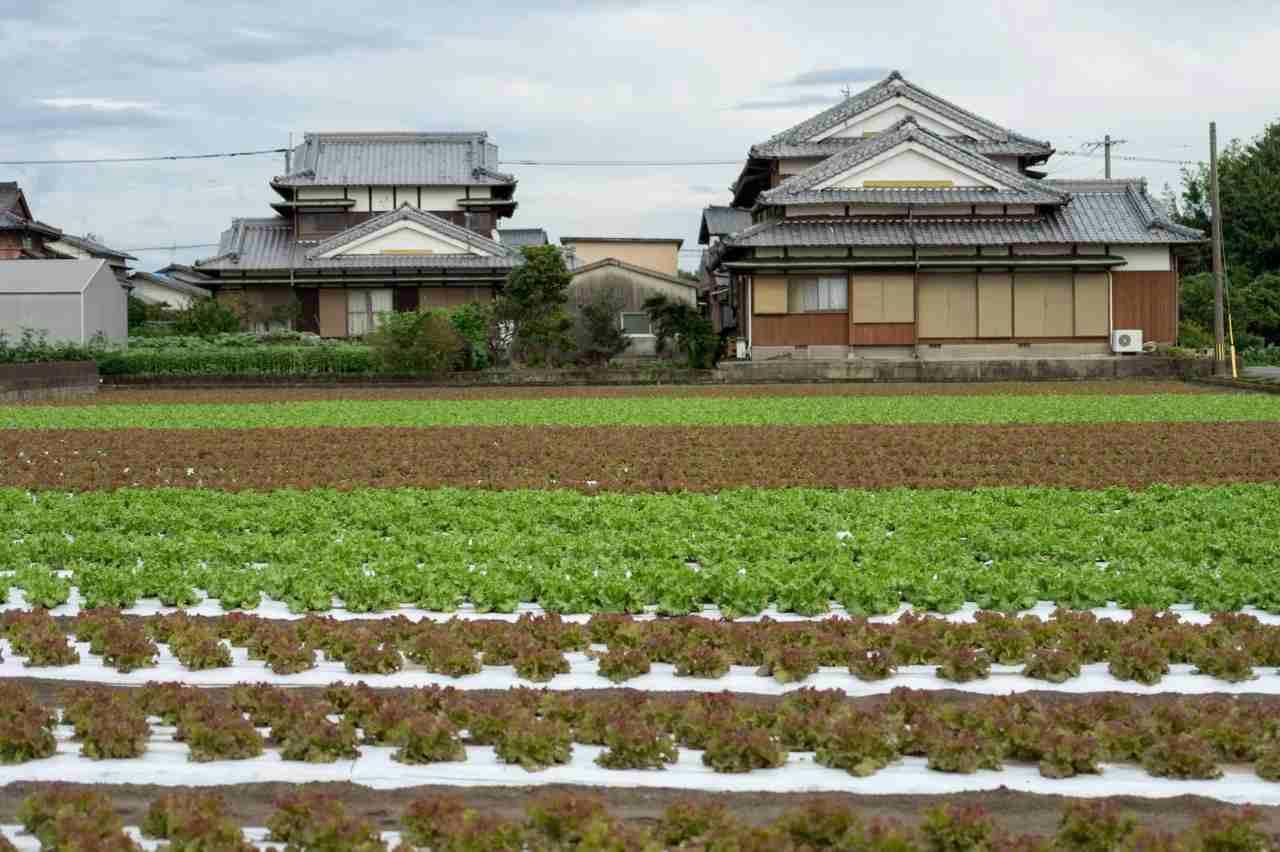 自然の力を活かして甘いナスを収穫した無肥料菜園の全体イメージ