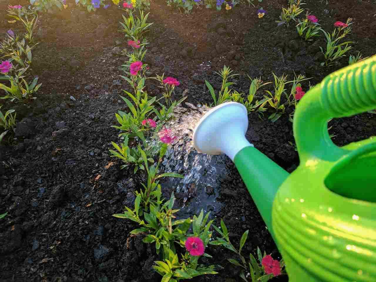 害虫予防をしながら元気に育つピーマンの株