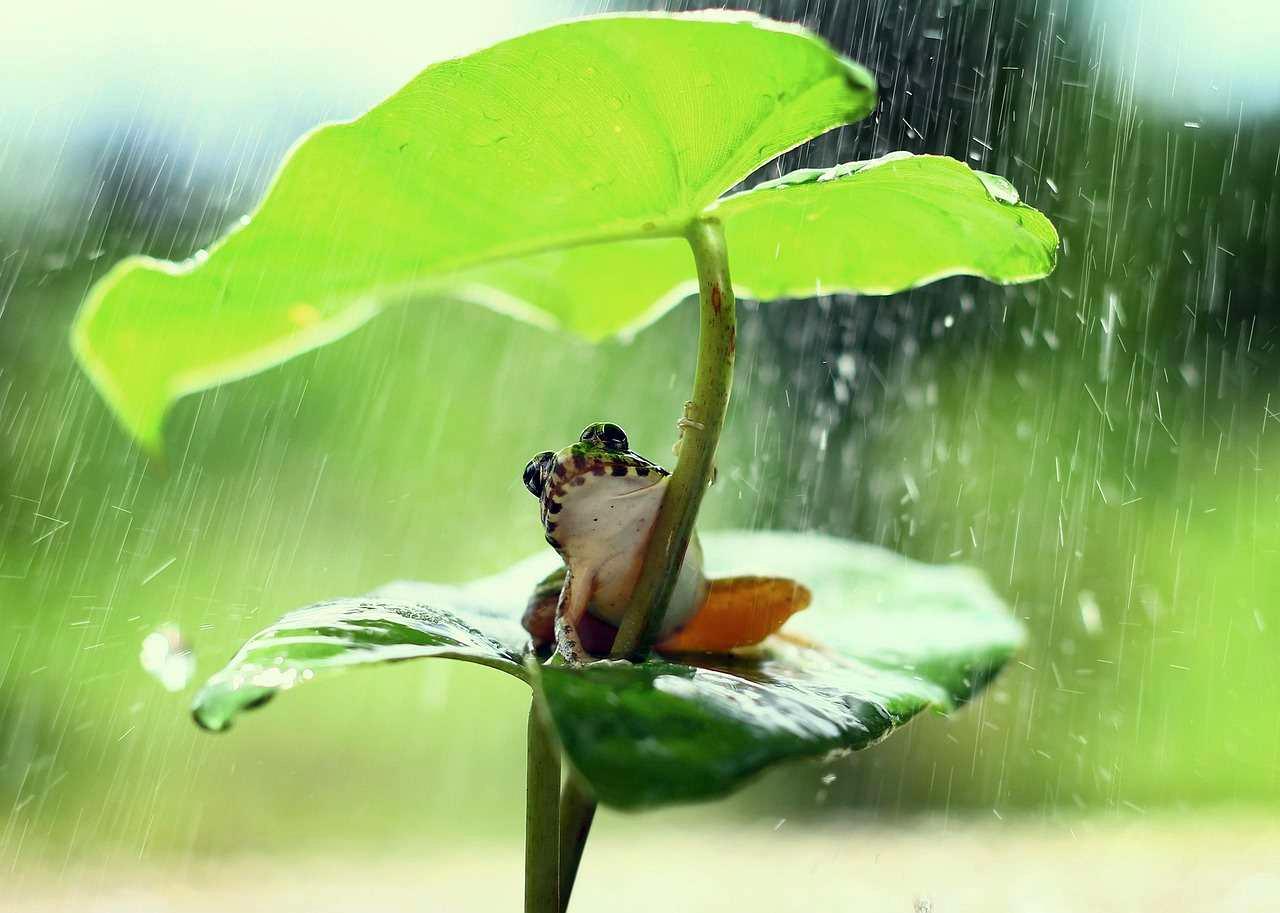 雨よけの資材を準備する様子