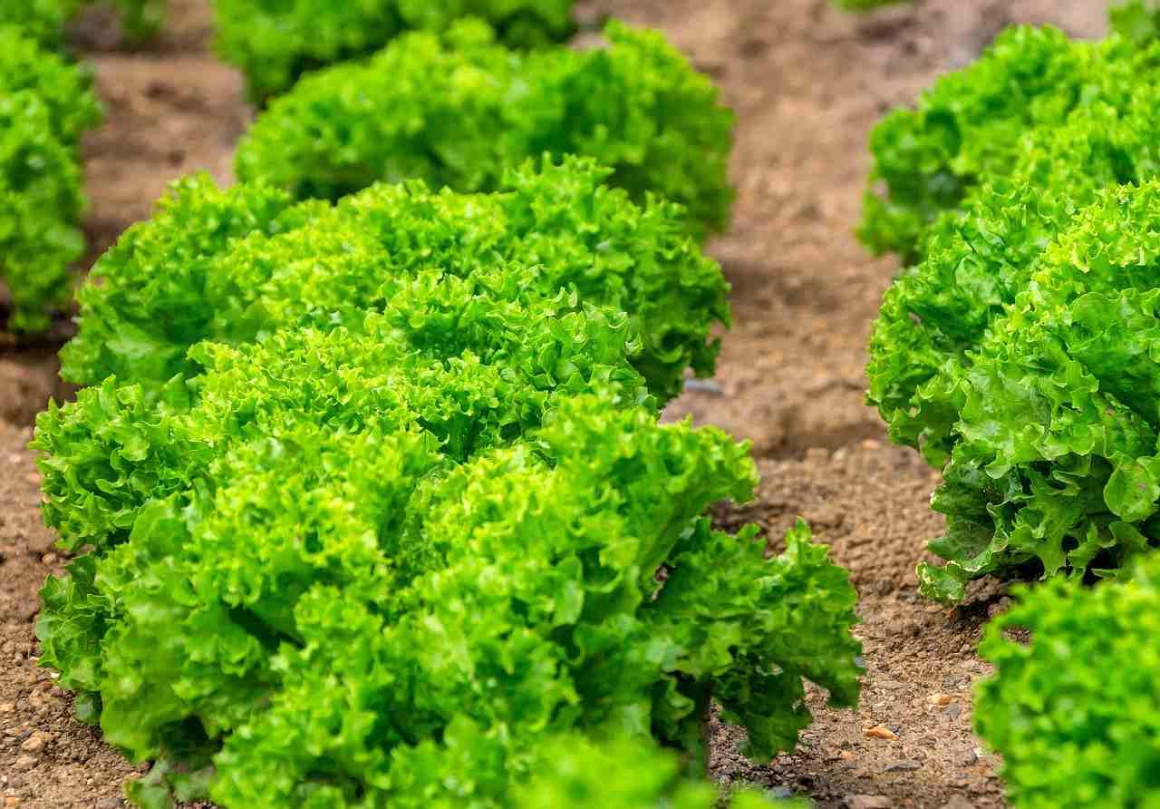 十分な株間がとられた畝でオクラの根域が広がり生育しているイメージ