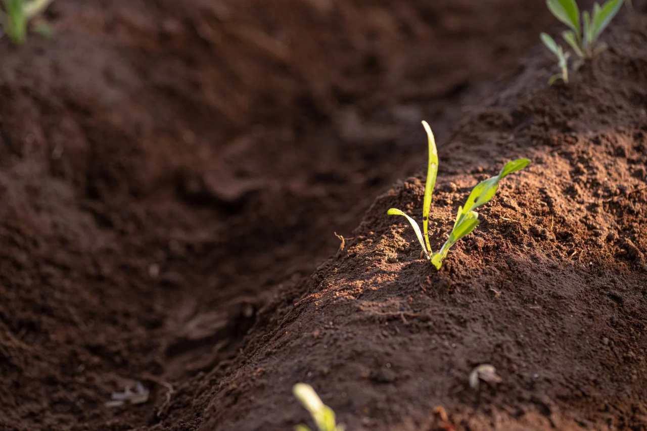 白菜栽培用に作られた高畝の畑と植え付け準備