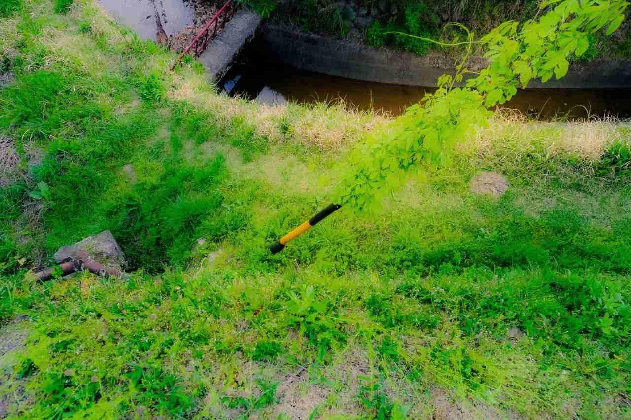ドクダミの葉のアップ。独特の香りと薬効成分、繁殖力の強さをイメージさせる写真。