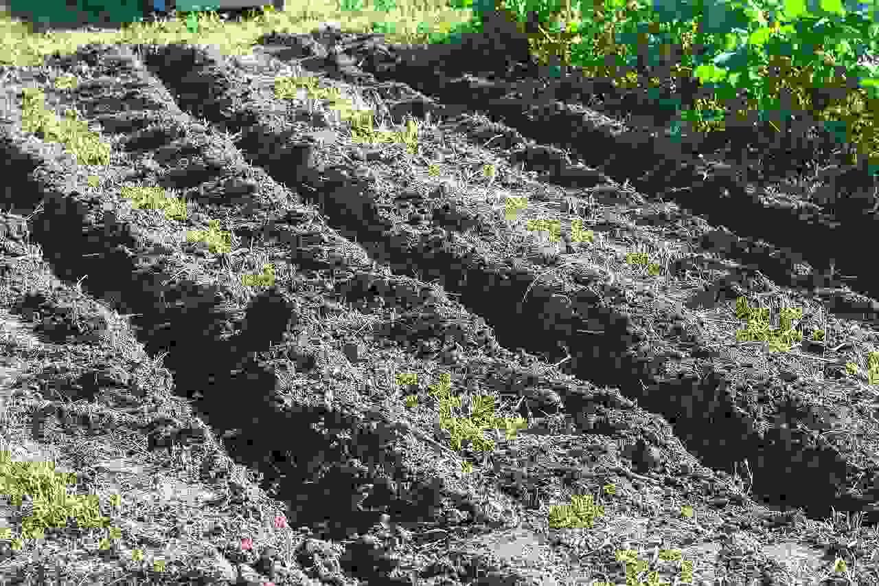 ギシギシを除草して整えられた家庭菜園の畝