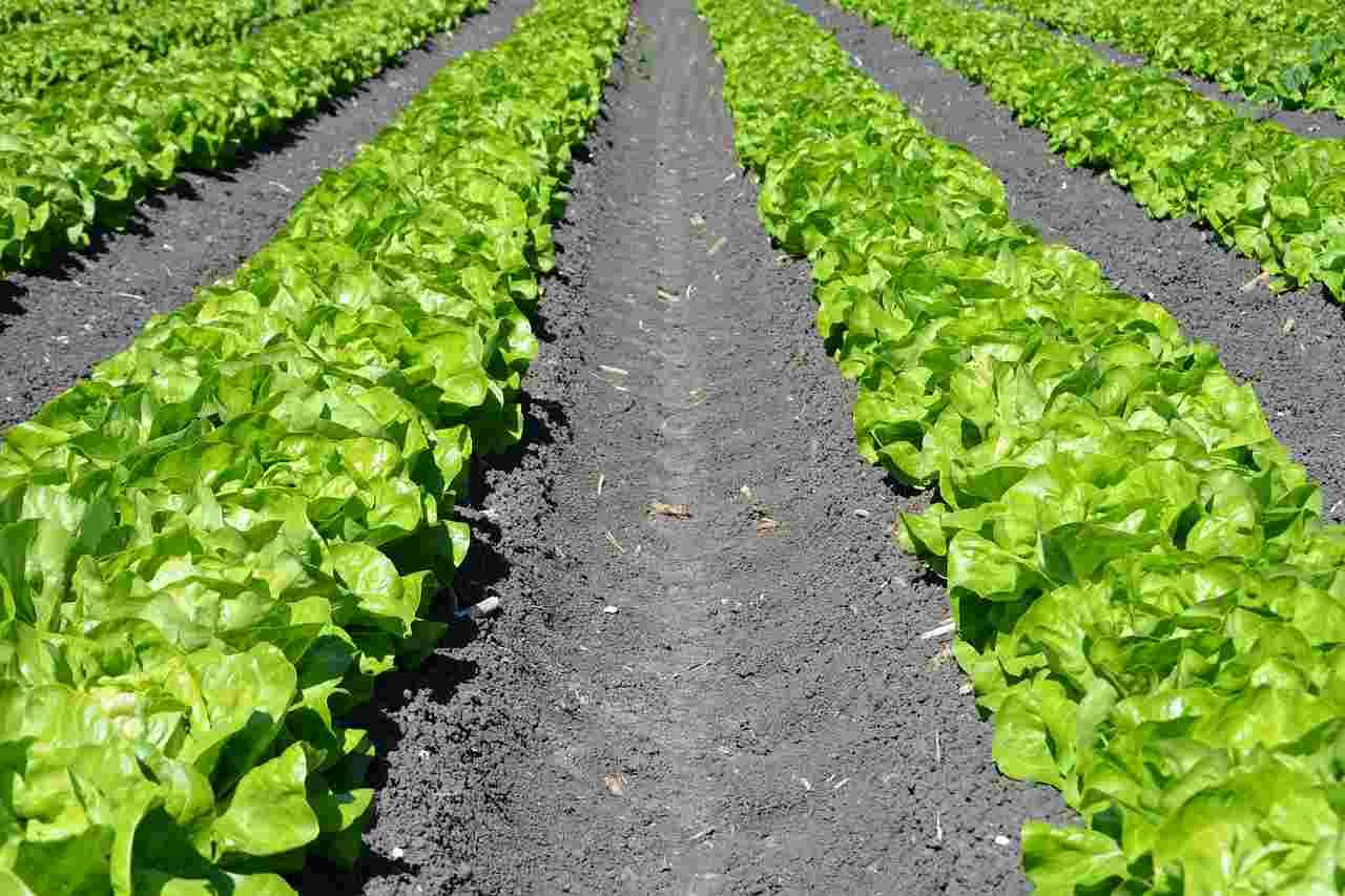西洋カボチャの生育を通して収量を守る年間管理のイメージ