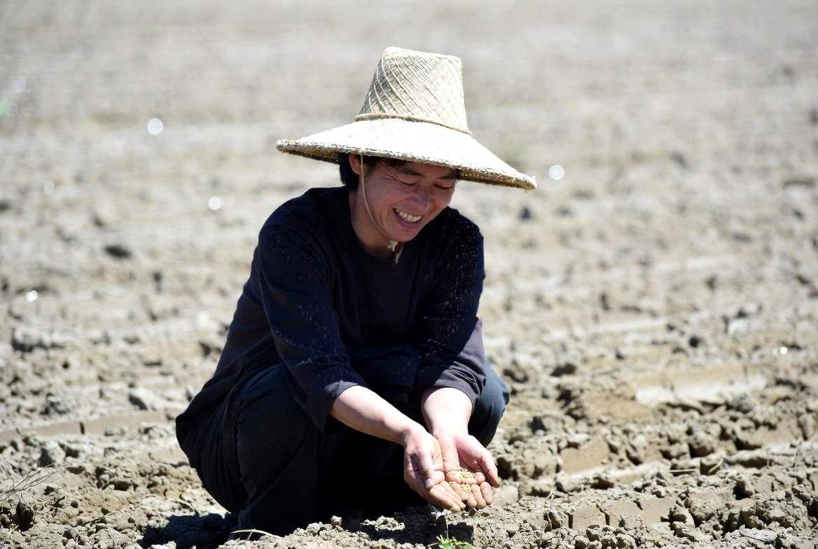 旭川の平均気温グラフに播種適期と不織布使用期間を重ねた図