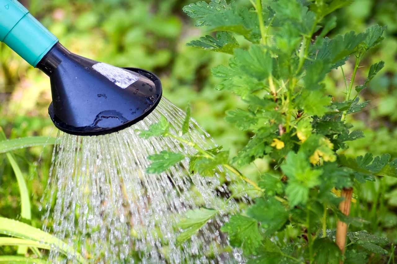 均一な水やりと追肥でニンジンの肌荒れを防ぎ甘みを凝縮