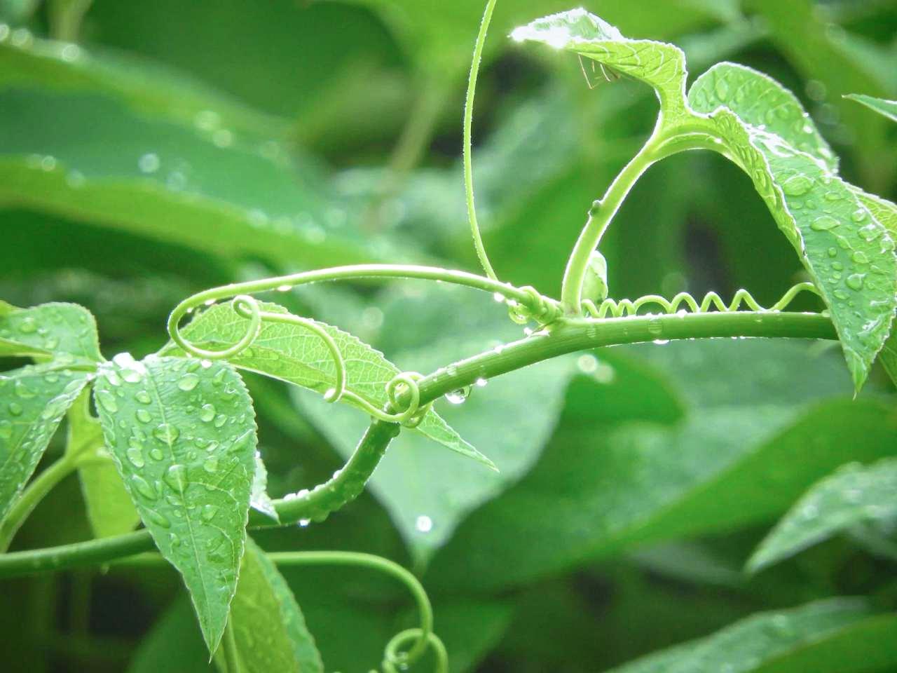 盛夏にわらをさらに厚く積み重ねて根域を日陰にしているアスパラガス畑の様子