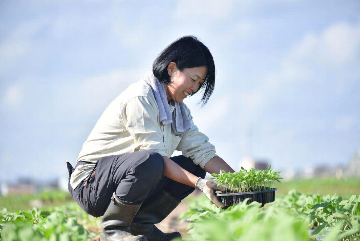 春の畑でキュウリの種まきを行う様子