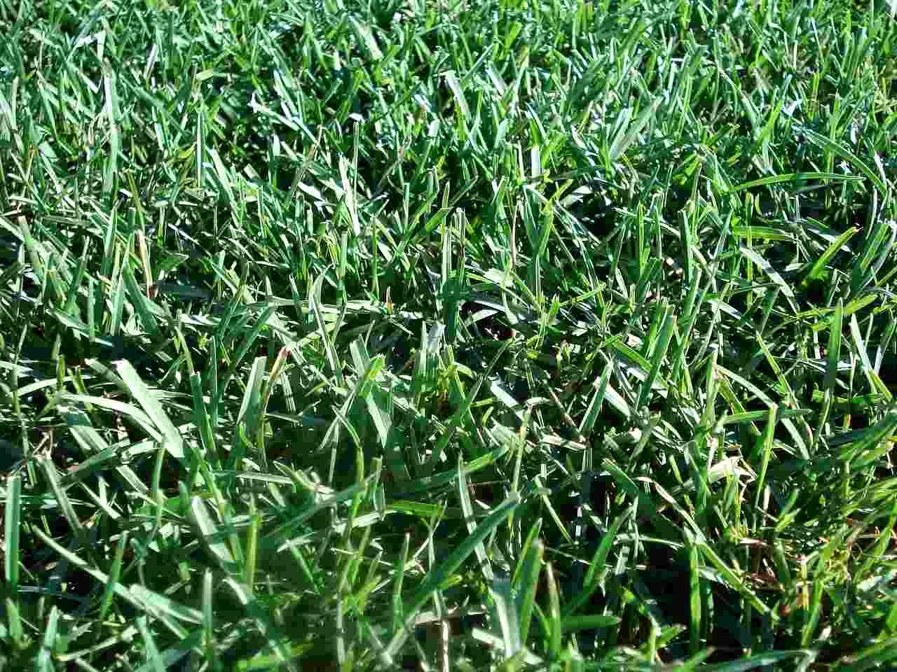 厚手の防草シートで覆われた庭の一部と、その端から這い出ようとするヤブガラシのツル