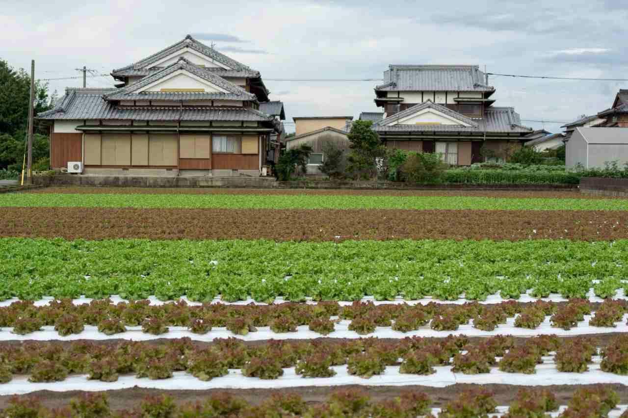 黒マルチ畝で健康に育った美しいレタスの収穫前の様子