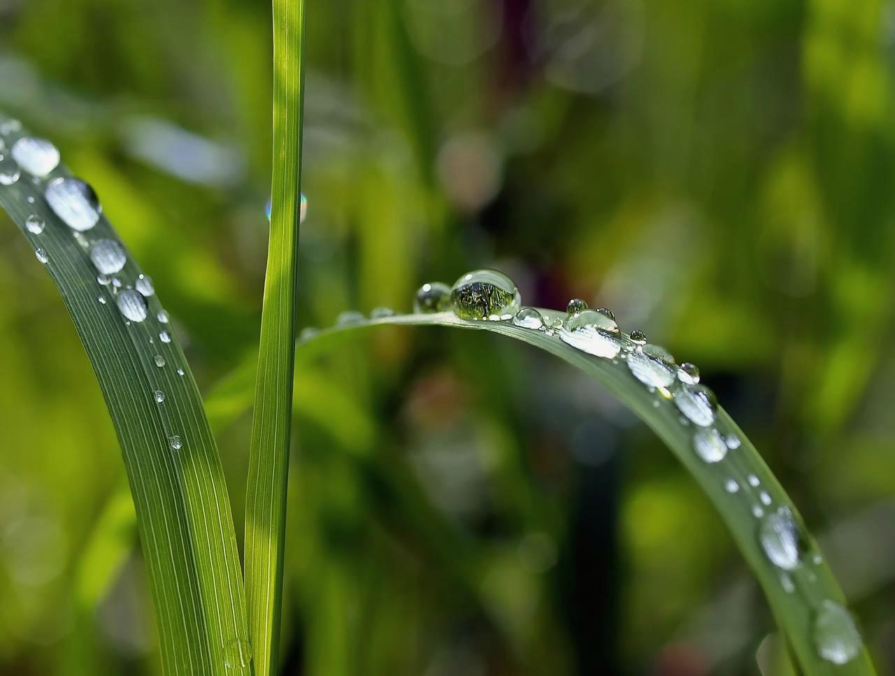 梅雨の花壇で葉の傷みや害虫の発生を点検するガーデニング風景